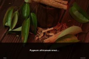 featured pygeum africanum erezione